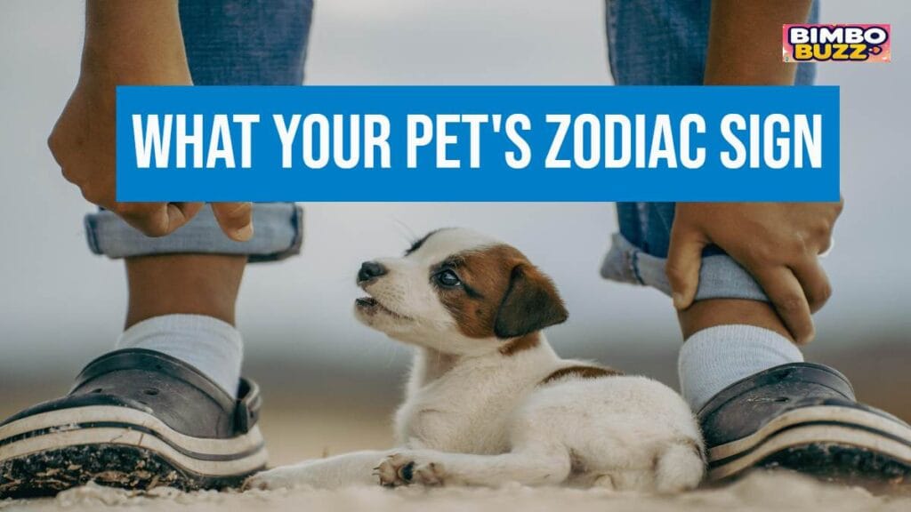 What Your Pet's Zodiac Sign Says About Their Personality (and Your Compatibility!)