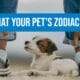 What Your Pet's Zodiac Sign Says About Their Personality (and Your Compatibility!)